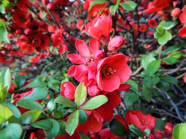 Chaenomeles Superba Vid Tidpunkten För Blomningen Våren — Stockfoto