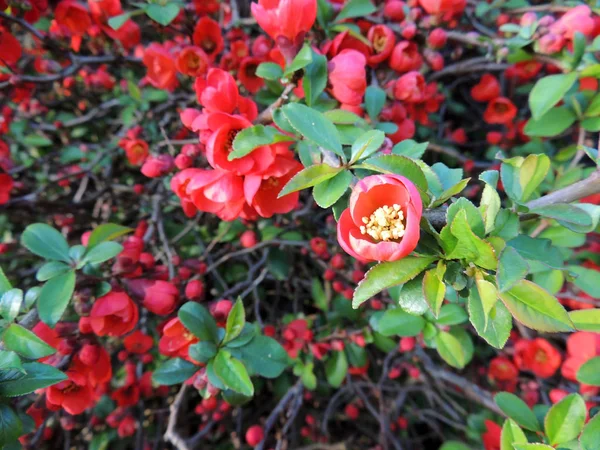 Chaenomeles Superba Vid Tidpunkten För Blomningen Våren — Stockfoto