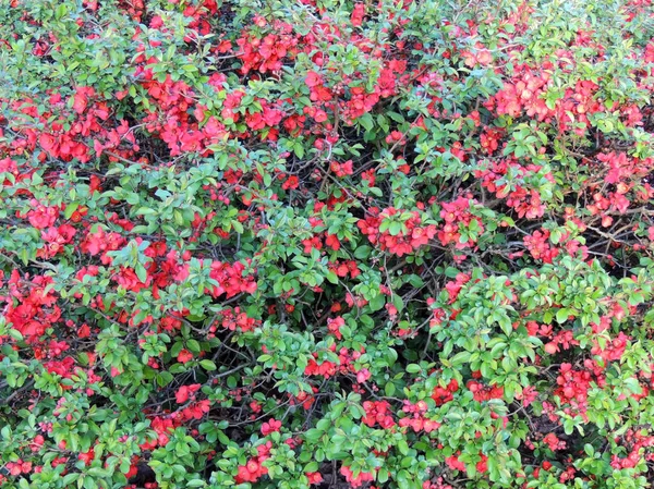 Chaenomeles Superba Time Flowering Spring — Stock Photo, Image