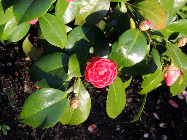 Camellia Blomningen Våren — Stockfoto
