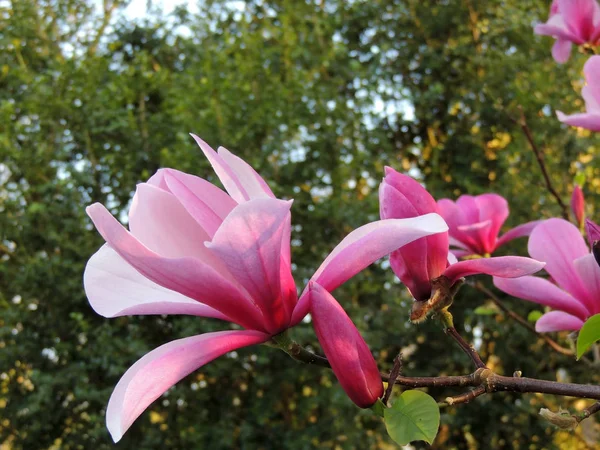 Magnolia Galaxy Κατά Διάρκεια Της Ανθοφορίας Άνοιξη — Φωτογραφία Αρχείου