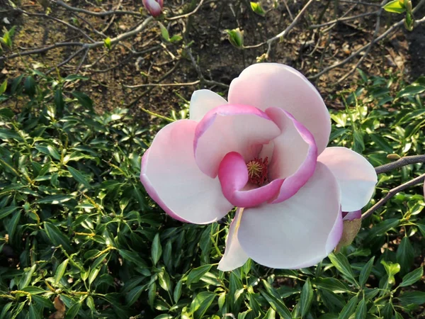 Tulipán Magnolia Magnolia Soulangeana Lennei Durante Floración Primavera — Foto de Stock