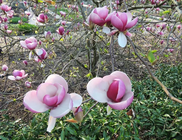 Tulip Magnolia Magnolia Soulangeana Lennei Durante Fioritura Primavera — Foto Stock