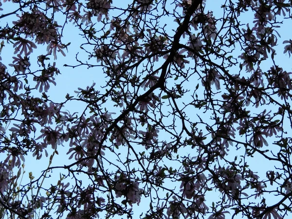 Magnolia Loebneri Leonard Messel Durante Floração Primavera — Fotografia de Stock