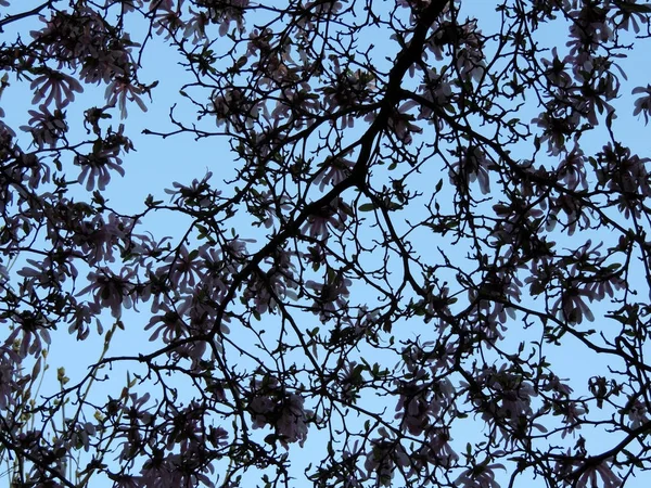 Magnolia Loebneri Leonard Messel Podczas Kwitnienia Wiosna — Zdjęcie stockowe