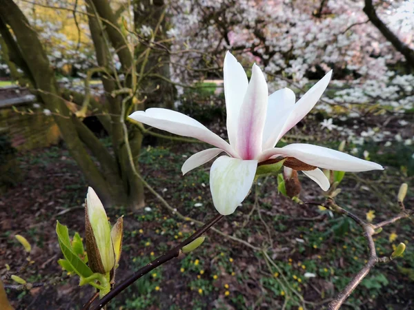 Magnolia Denudata Podczas Kwitnienia Wiosna — Zdjęcie stockowe