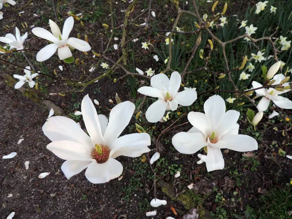 Magnolia Denudata Κατά Διάρκεια Της Ανθοφορίας Άνοιξη — Φωτογραφία Αρχείου