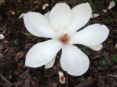 Manolya Soulangeana çiçek