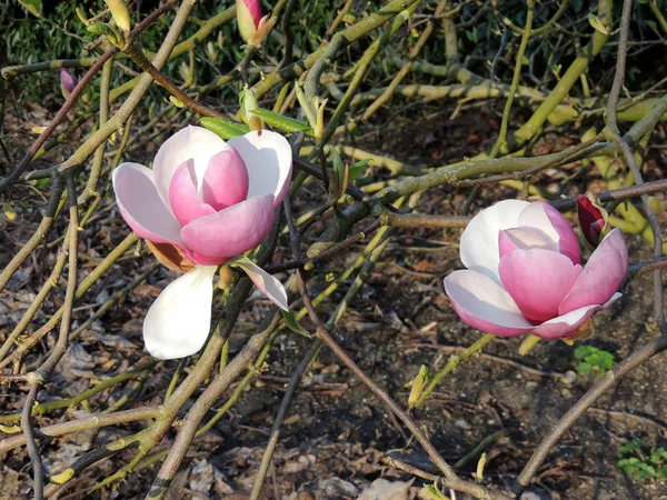 Τουλίπα Magnolia Magnolia Soulangeana Lennei Κατά Διάρκεια Της Ανθοφορίας — Φωτογραφία Αρχείου