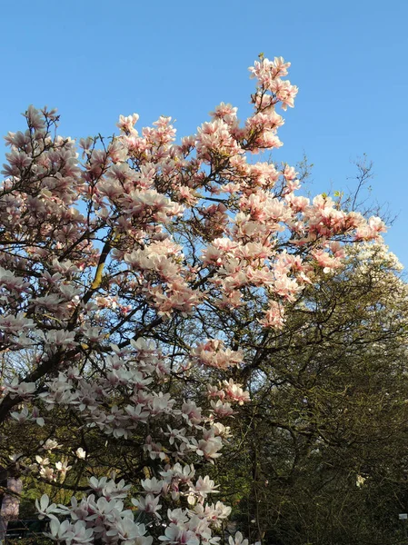 Magnolia Soulangeana Fiore — Foto Stock