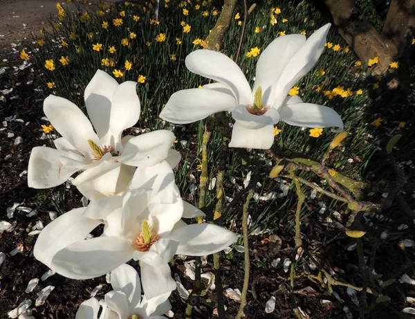 Magnolia Denudata Podczas Kwitnienia Wiosna — Zdjęcie stockowe