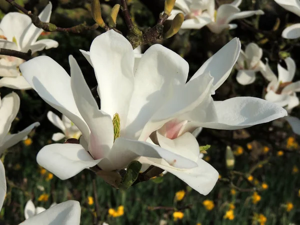 Magnolia Denudata Durante Floración Primavera — Foto de Stock