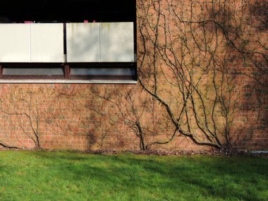 Ivy, Hedera, bir tuğla duvara vuruyor