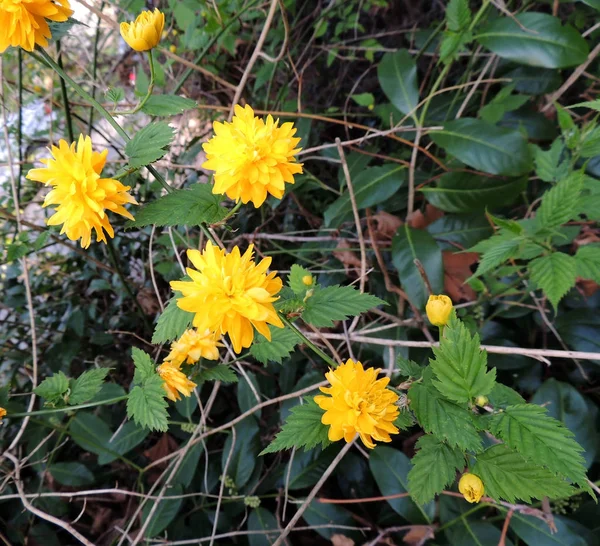 Japanese Kerria Kerria Japonica Flowering — Stock Photo, Image