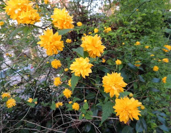 Japanese Kerria Kerria Japonica Flowering — Stock Photo, Image