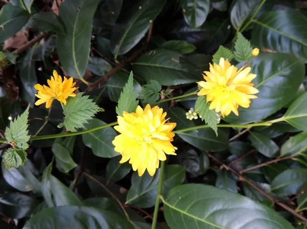 Japanese Kerria Kerria Japonica Flowering — Stock Photo, Image