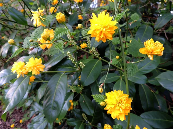 Japanese Kerria Kerria Japonica Flowering — Stock Photo, Image