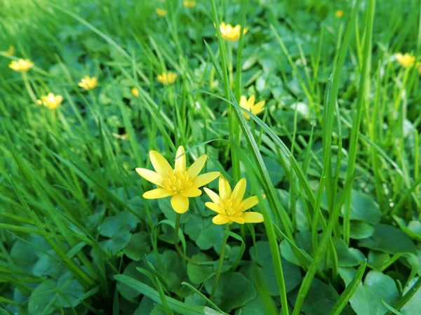 Spring Buttercup Ficaria Verna Flowering — Stock Photo, Image