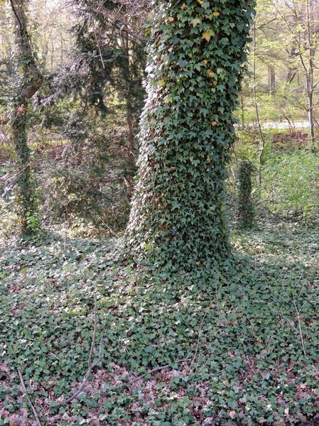 Ivy Shoots Hedera Growing Tree Trunk — Stock Photo, Image