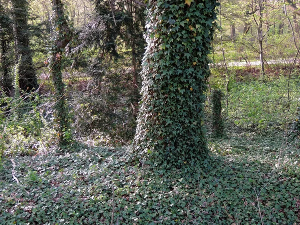 Ivy Shoots Hedera Growing Tree Trunk — Stock Photo, Image