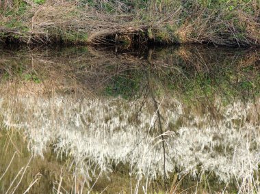 Çiçekli çalı su yansıması. Bahar Parkı