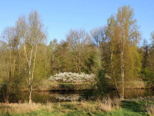 Arbustes Fleurs Dans Parc Printemps — Photo