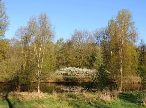 Flowering Shrubs Spring Park — Stock Photo, Image