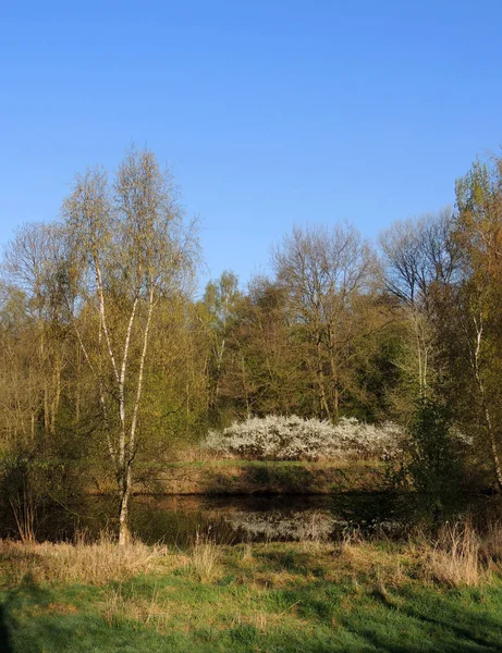Blühende Sträucher Frühlingspark — Stockfoto