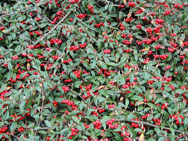 Willow Leaved Cotoneaster Cotoneaster Salicifolius Fruits — Stock Photo, Image