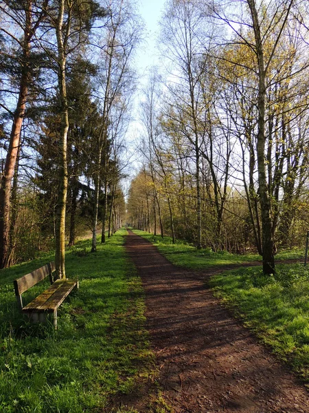 Bouleau Ruelle Matin Printemps — Photo