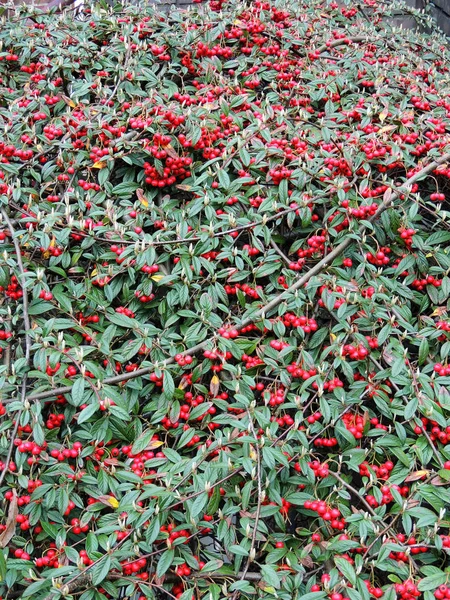 Willow Leaved Cotoneaster Cotoneaster Salicifolius Fruits — Stock Photo, Image