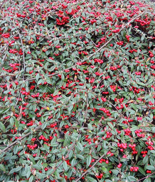 Cotoneaster Salice Cotoneaster Salicifolius Con Frutti — Foto Stock