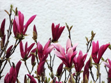 Çiçeklenme sırasında Manolya liliiflora. Bahar