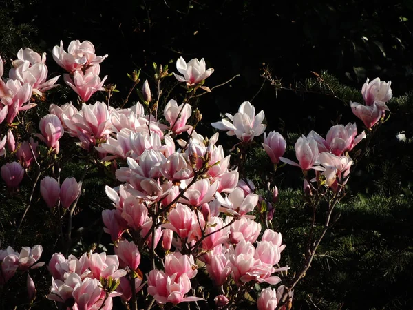 Magnolia Soulangeana Rozkwicie — Zdjęcie stockowe