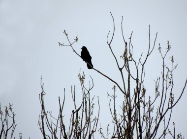 Kale, bir ağacın üstüne Corvus frugilegus