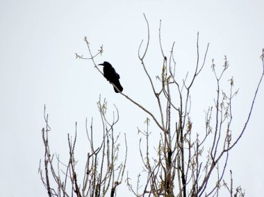 Kale, bir ağacın üstüne Corvus frugilegus