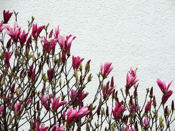 Magnolia Purpurowa Podczas Kwitnienia Wiosna — Zdjęcie stockowe