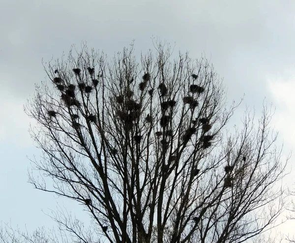 Colônia Rooks Corvus Frugilegus Ninhos Torre Pássaros Árvore — Fotografia de Stock