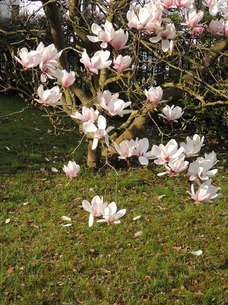 Magnolia Soulangeana Fleur — Photo