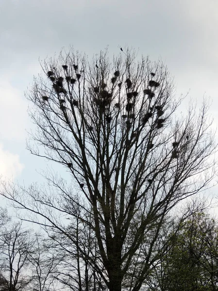 Розважає Колонію Корвус Турецькі Гнізда Птахи Дереві — стокове фото