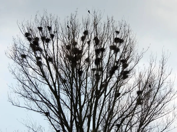 Saatkrähenkolonie Corvus Frugilegus Saatkrähennester Und Vögel Baum — Stockfoto