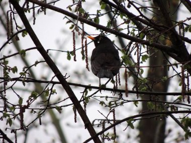 Kara kuş, dallar arasında Turdus merula. Bahar