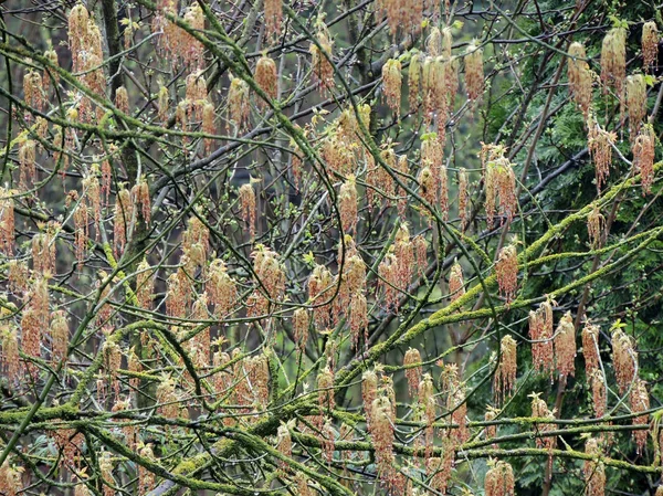 Blossom Maple Branches Flowers Stamens — Stock Photo, Image