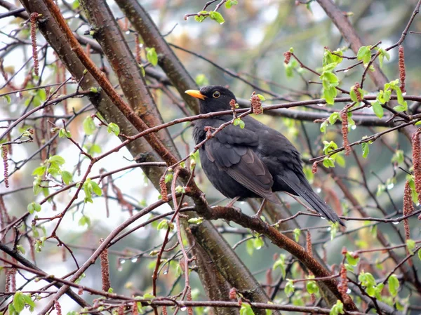 Blackbird Turdus Merula Entre Ramos Primavera — Fotografia de Stock