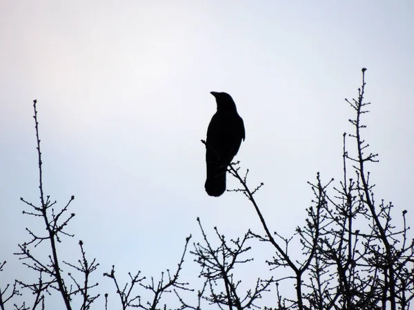 Rook Corvus Frugilegus Auf Einem Baum — Stockfoto