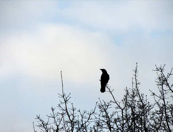 Rook Corvus Frugilegus Auf Einem Baum — Stockfoto