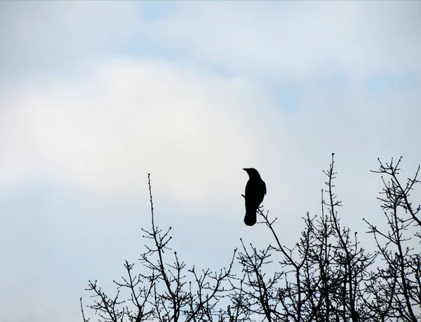 Torre Corvus Frugilegus Cima Uma Árvore — Fotografia de Stock