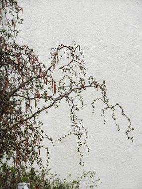 Ortak Hazel, Corylus avellana formu contorta çiçeklenme sırasında
