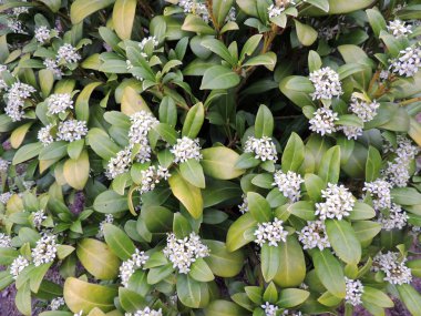 Güzel kokulu wolfberry, çiçeklenme sırasında Daphne odora