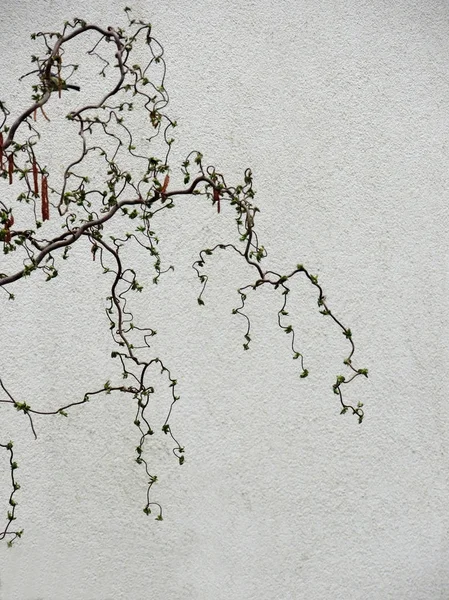 Hazel Común Corylus Avellana Forma Contorta Durante Floración —  Fotos de Stock